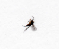 casa invasa da insetti minuscoli e neri: cfr. Sciaridae sp.